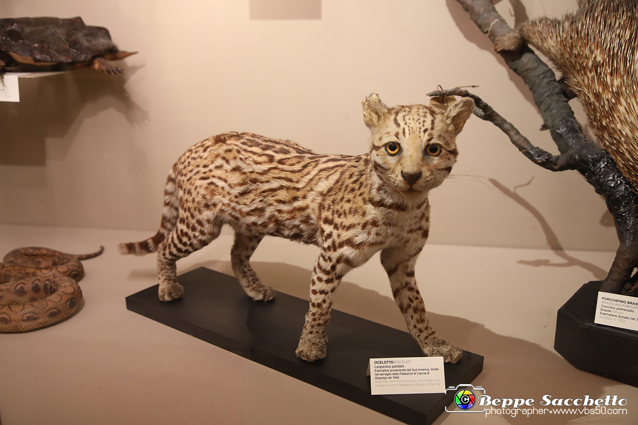 VBS_0985 - Riapre il Museo di Scienze Naturali dopo dieci anni di chiusura.jpg